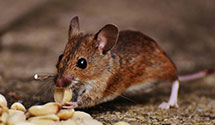 24 Hour & Emergency Exterminators in Toad Hop, IN